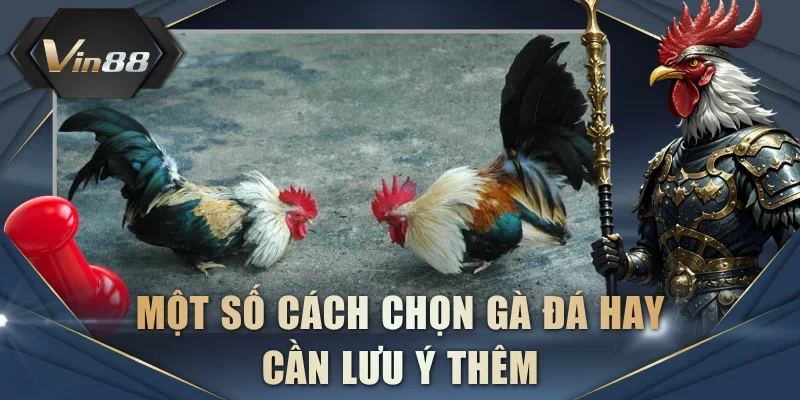 Một số cách chọn gà đá hay cần lưu ý thêm