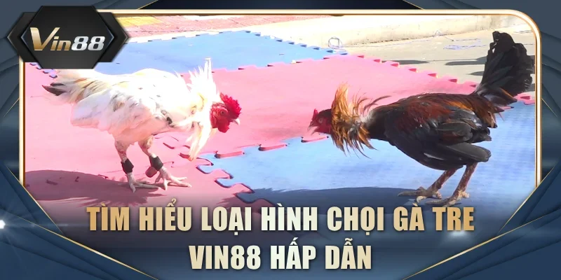 Tìm hiểu loại hình chọi gà Tre VIN88 hấp dẫn