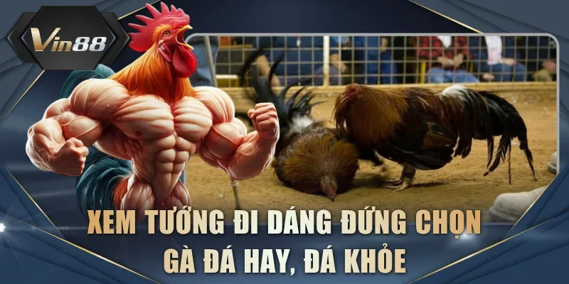 Xem tướng đi dáng đứng chọn gà đá hay, đá khỏe